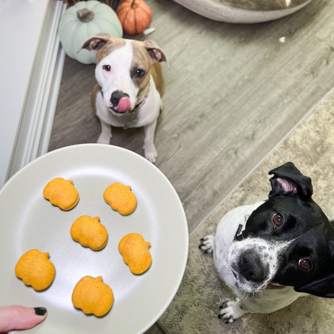 4 Ingredient Pumpkin Dog Treat Recipe